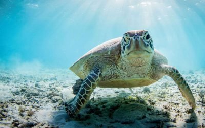 Why Vet Software Should Be More Like Sea Turtles
